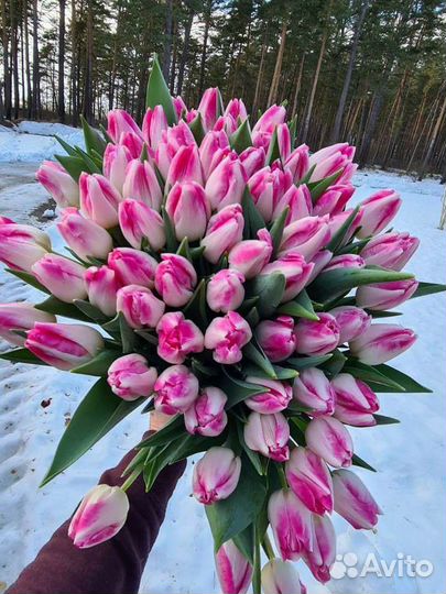 Тюльпаны опт, Брянск