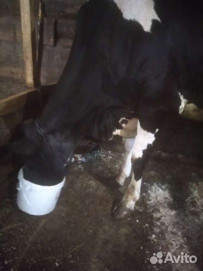 Корова дойная