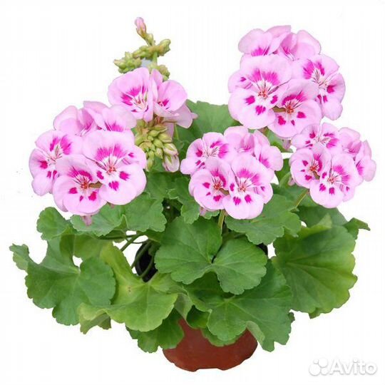 Рассада цветов, овощей, мяты, пеларгонии, петунии