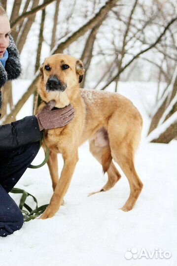 Собака в добрые руки