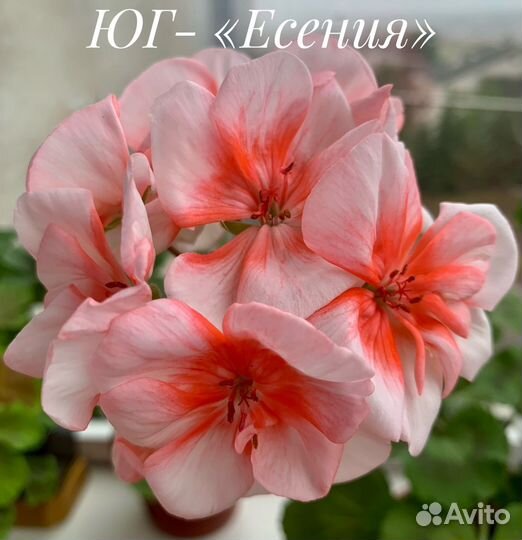 Сортовые пеларгонии