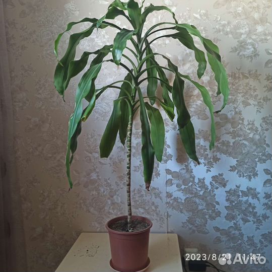 Большие комнатные цветы