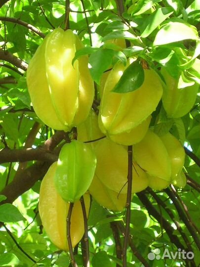 Карамбола, комнатное экзотическое растение