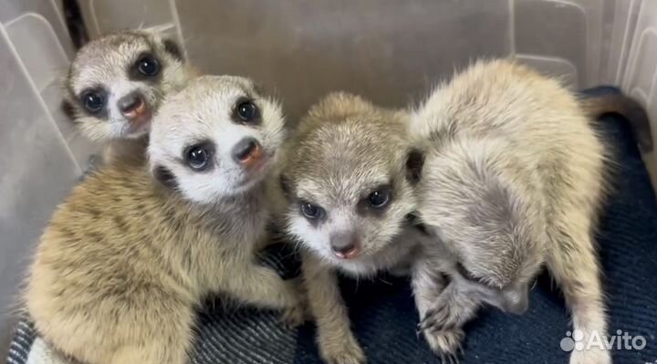 Сурикаты новорожденные