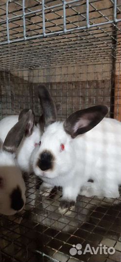 Калифорнийские кролики