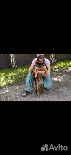 Собачка Семидалька ищет дом