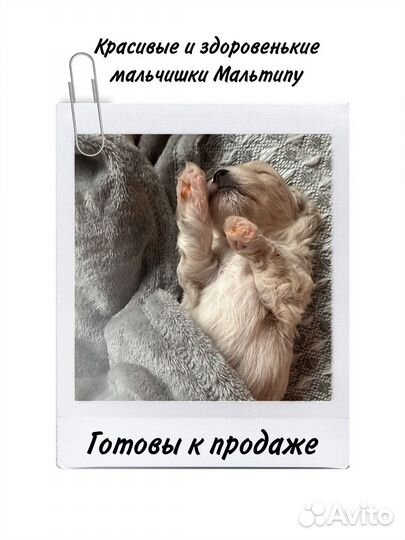 Собаки щенки мальтипу