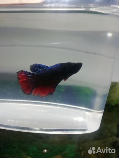 Рыбка петушок самка
