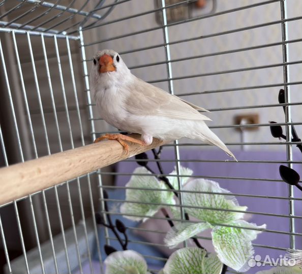 Зебровая амадина самка