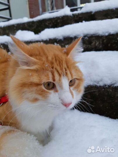 Котик для вязки