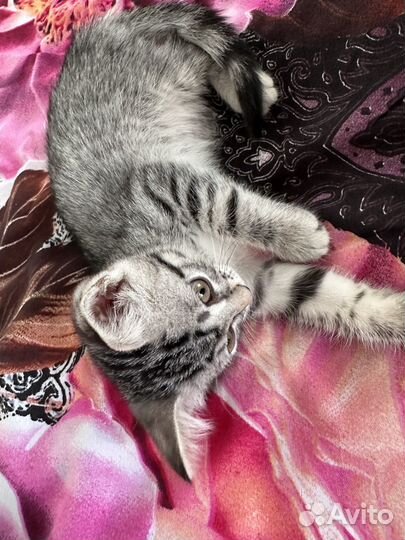 В добрые руки