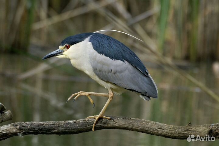 Кваква обыкновенная