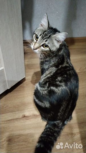 Кошка в дар бесплатно