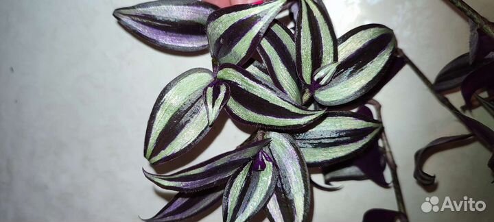 Традесканция