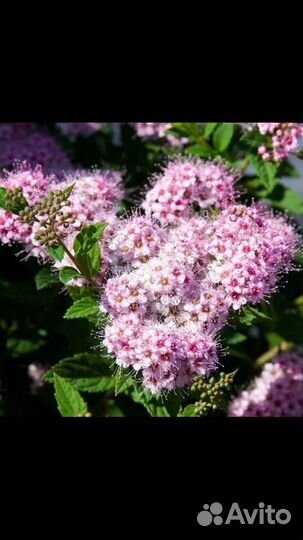 Диабло Д’ор и Дартс Голд (пузыреплодники)