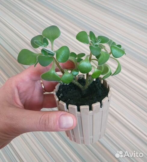 Аихризон дерево любви