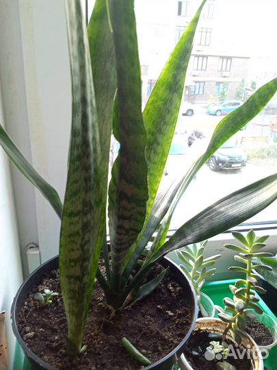 Сансевиерия щучий хвост растение