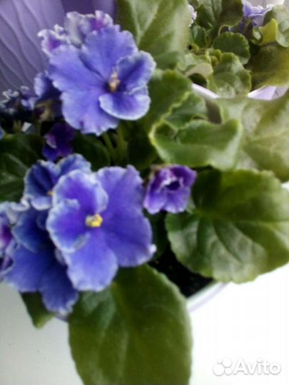 Фиалки разные