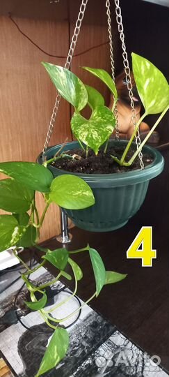 Комнатные цветы