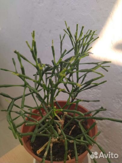 Церопегия; Сциндапсус; кактус Хатиора