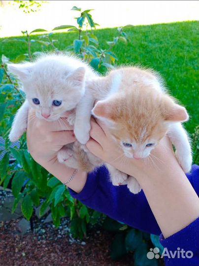 Замечательные котятки ищут дом