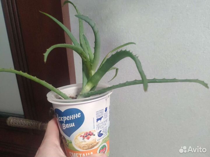 Комнатные растения