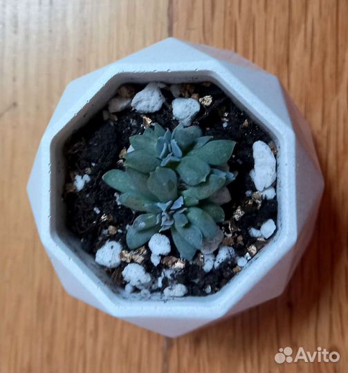 Подарки суккуленты эхеверия в горшке ручной работы