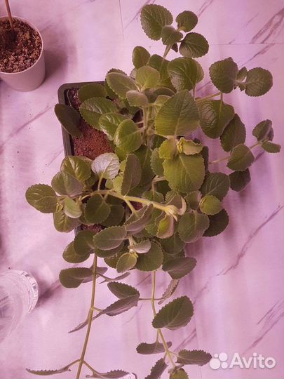 Мята домашняя