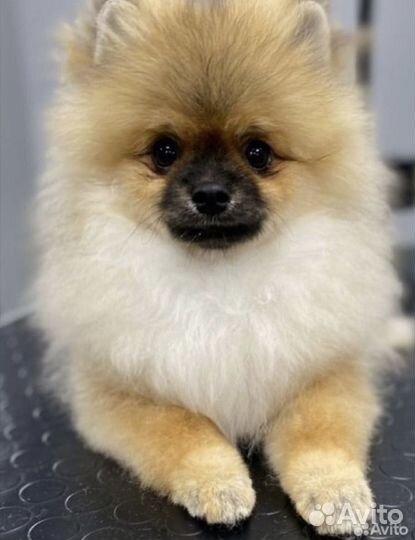 Немецкий шпиц