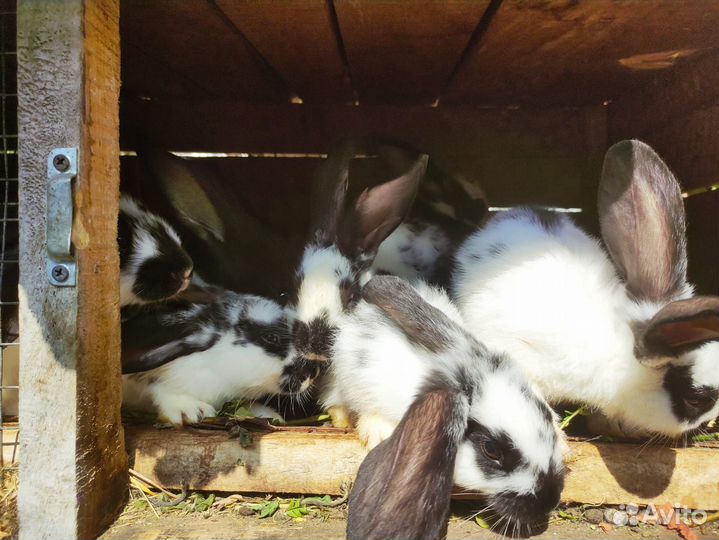 Крольчата великаны