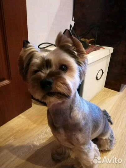 Стрижка собак