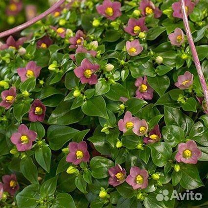 Экзакумы (Персидские фиалки)