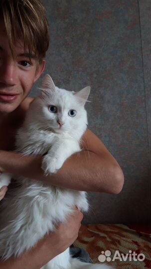 Молодой котик