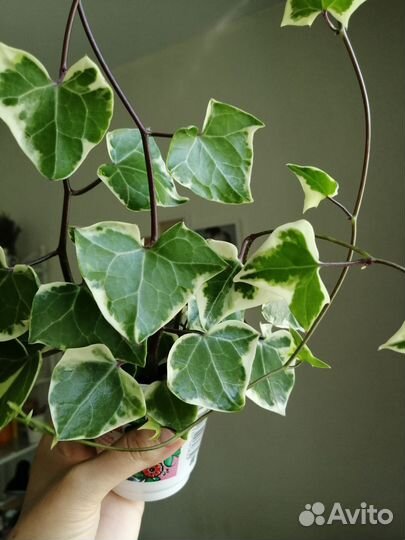 Крестовник крупноязычковый