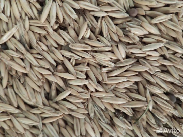 Овес оптом от производителя с доставкой по РФ