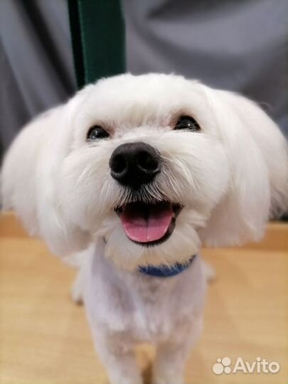 Груминг. Ммс. Без выезда