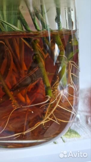 Гибискус китайская роза бронь