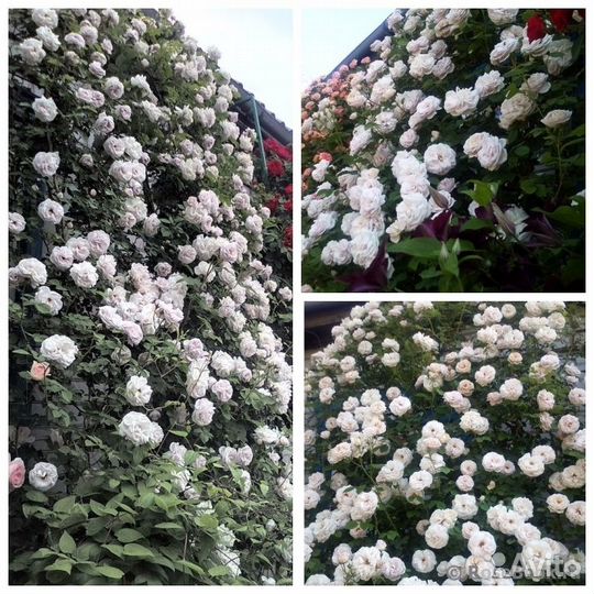 Саженцы плетистых роз