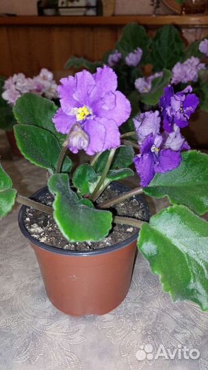 Фиалка в горшках