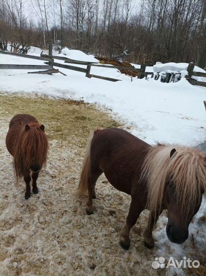 Шетлендские пони