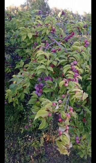 Дача 25 м² на участке 12 сот.