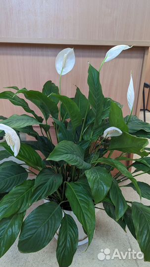 Спатифиллум Время цветения Успевайте