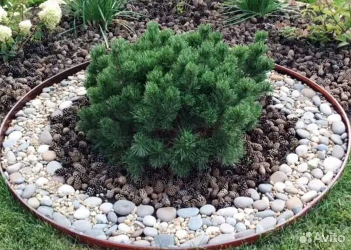 Шишки сосновые, еловые для поделок, мульчирование