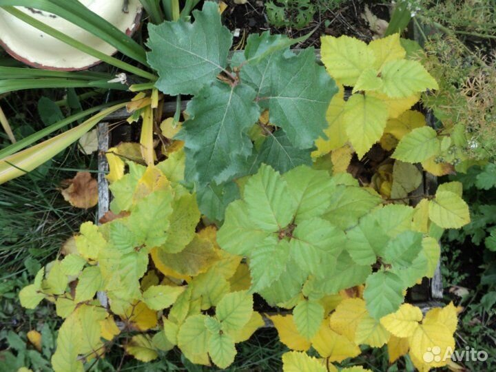 Саженцы: орех, лещина, яблоня, рябина и экзоты