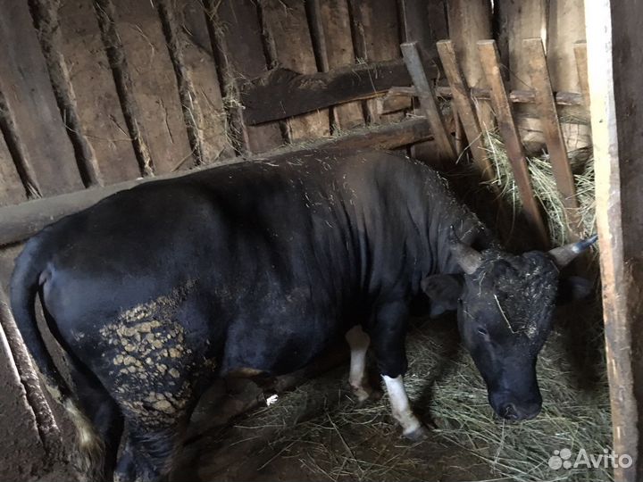 Продаються быки