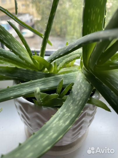 Алоэ вера привезен из Тайланда