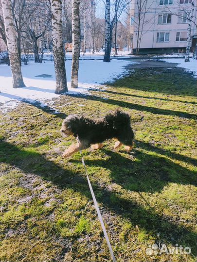 Передержка животных, зооняня, догситтер