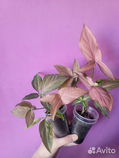 Сортовые цветы 2