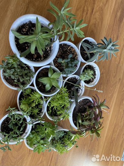 Цветы -радость в дом)