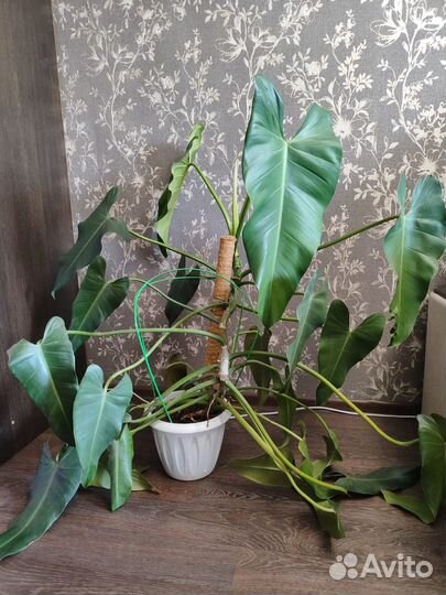 Филодендрон